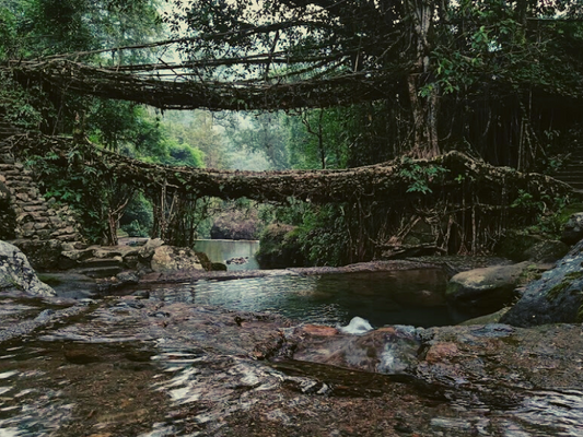 Co-existence of Nature and Human - Living Root Bridge